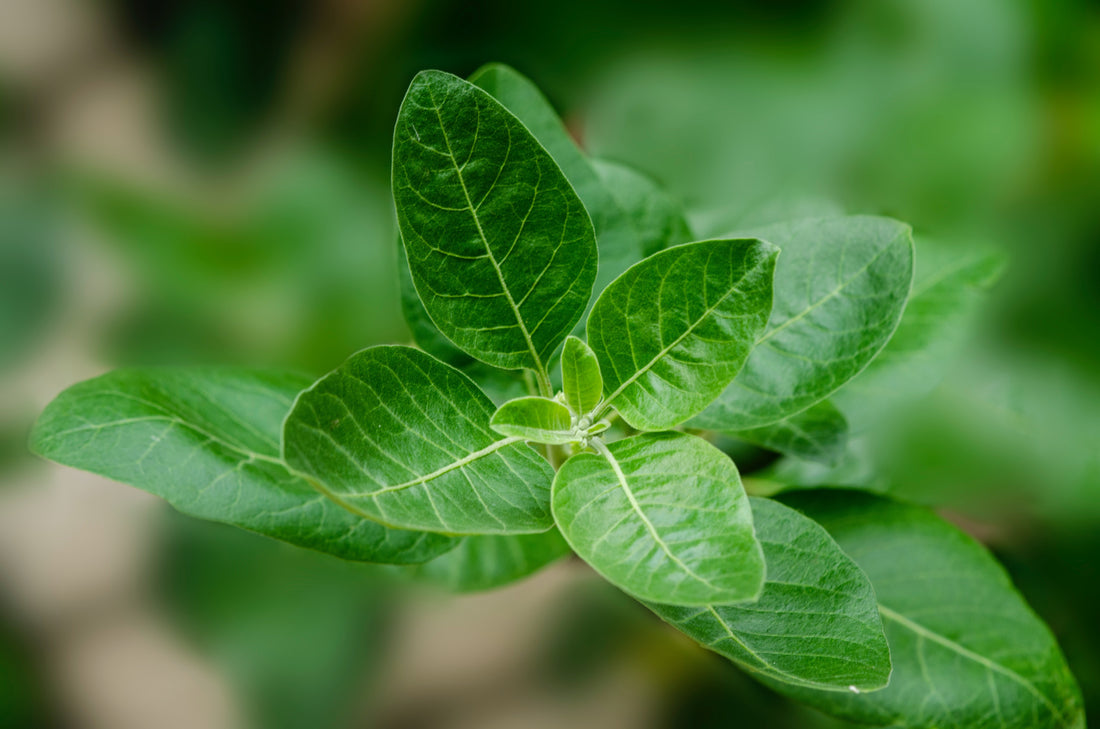 Unveiling the Wonders of Ashwagandha: An Ancient Herb for Modern Well-being